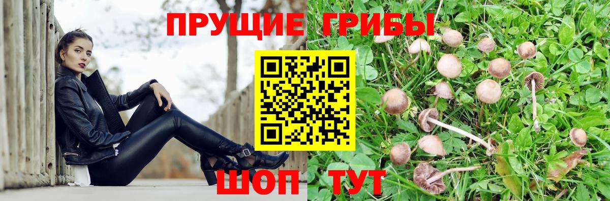 Новозыбков  Псилоцибиновые грибы Psilocybine cubensis  Вход с VPN  Галлюциногенные грибы Magic Shrooms 